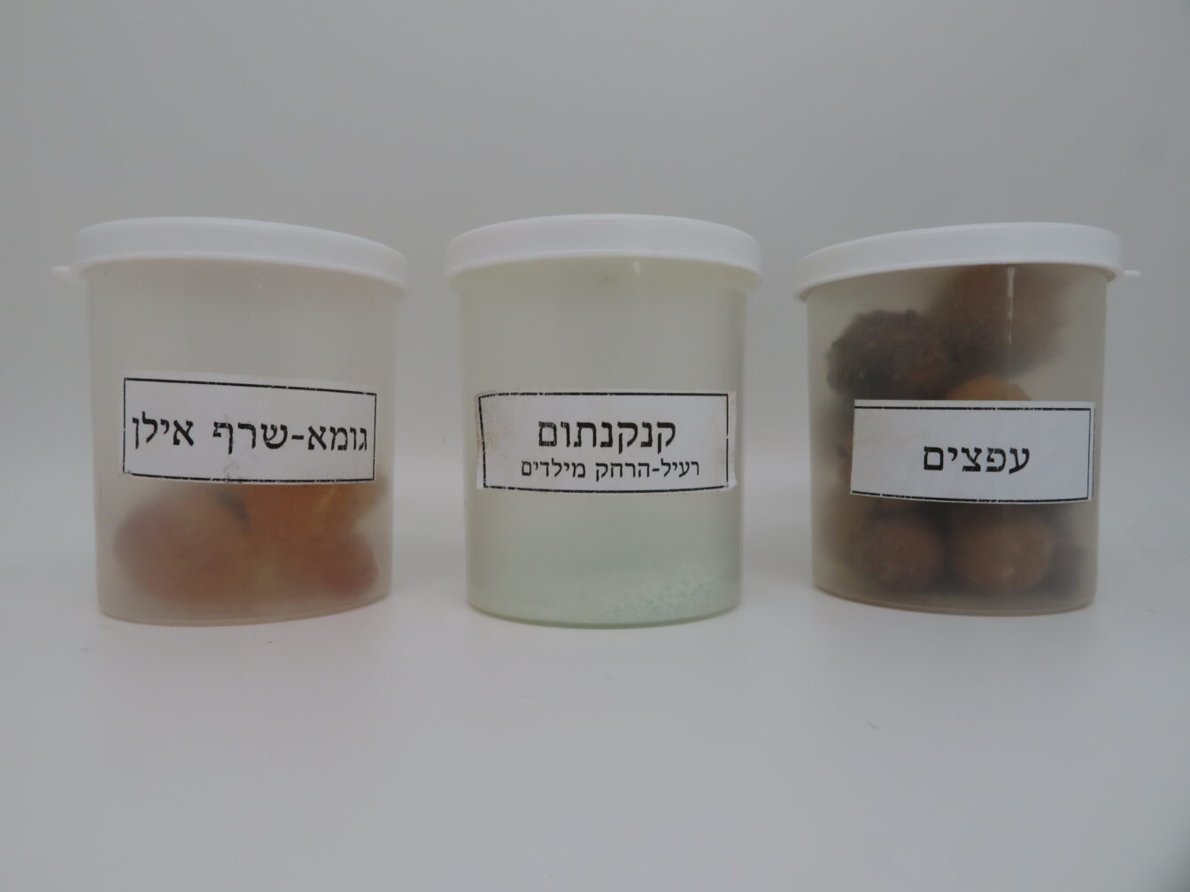 עפצים גומא וקנקנתום
